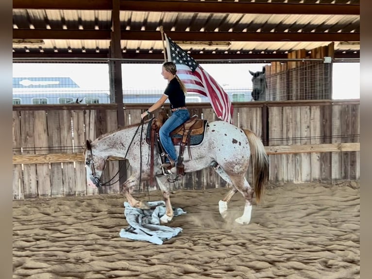 American Quarter Horse Gelding 10 years Roan-Red in Ravenna