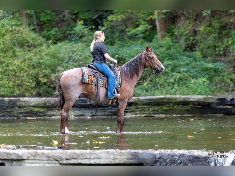 American Quarter Horse Gelding 10 years Roan-Red in North Bloomfield