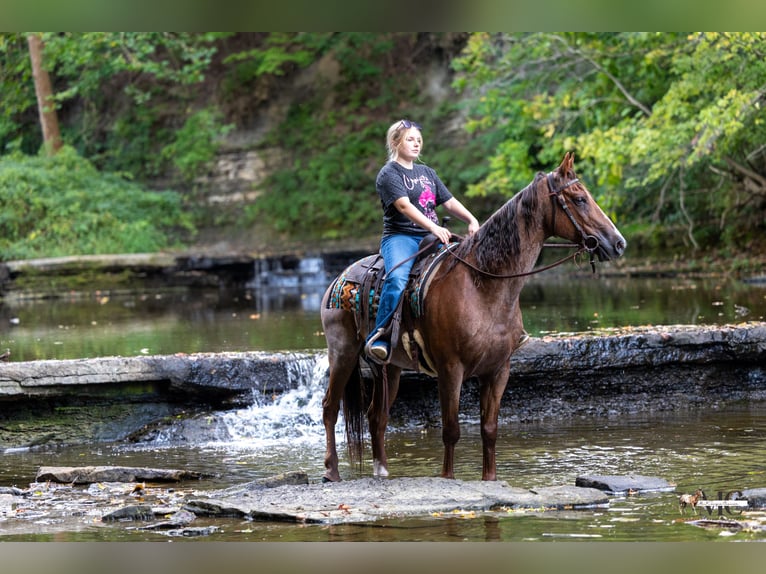 American Quarter Horse Gelding 10 years Roan-Red in North Bloomfield