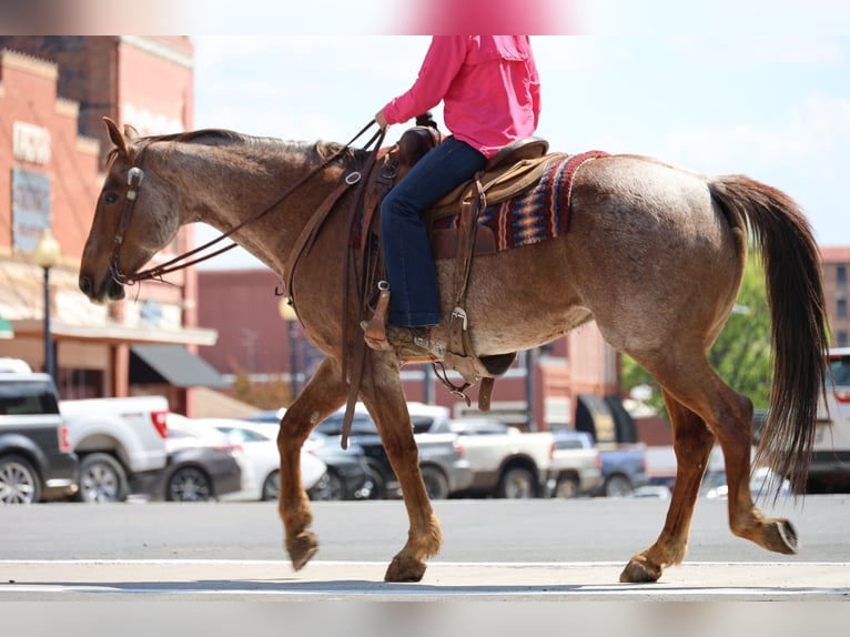 American Quarter Horse Gelding 10 years Roan-Red in Ripley