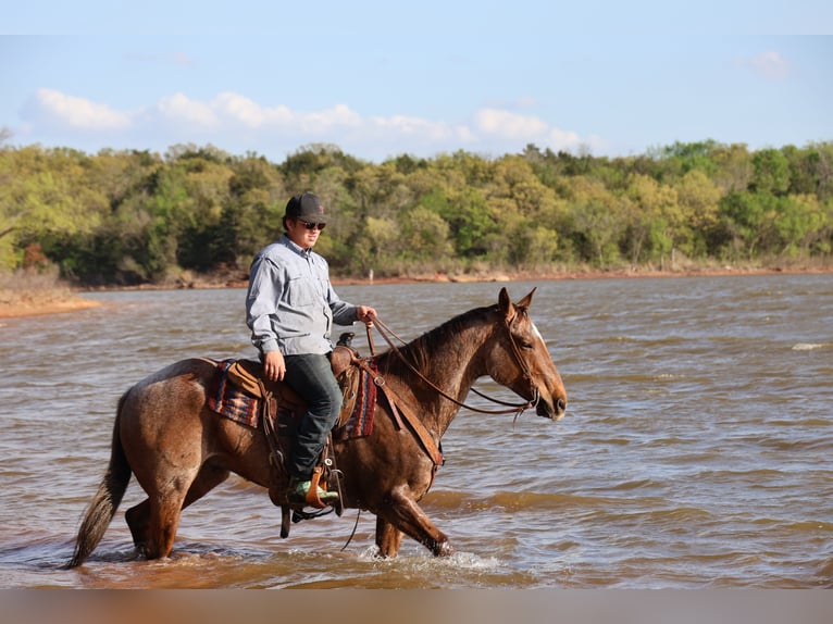 American Quarter Horse Gelding 10 years Roan-Red in Ripley