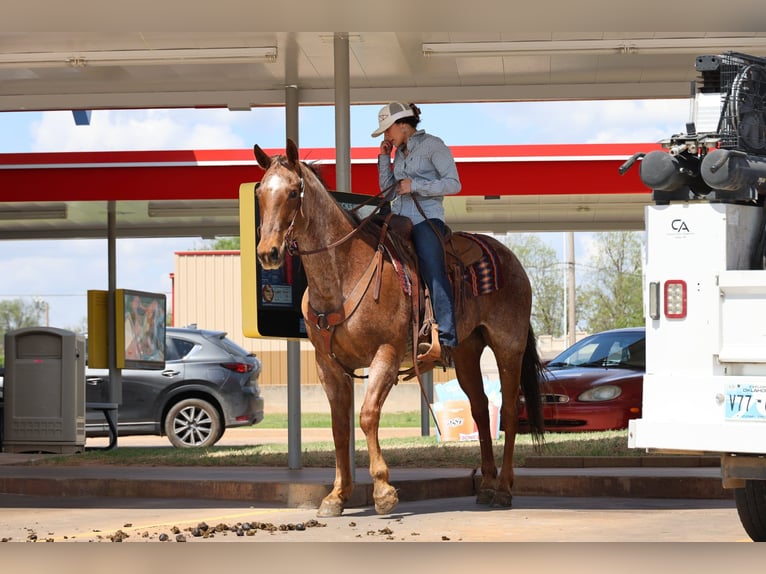 American Quarter Horse Gelding 10 years Roan-Red in Ripley