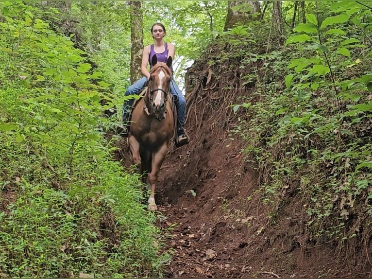 American Quarter Horse Gelding 10 years Roan-Red in Robards, KY