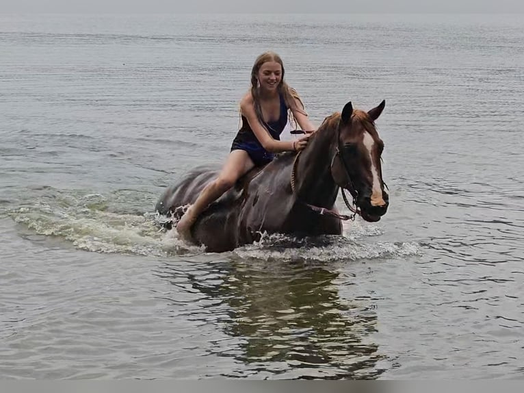 American Quarter Horse Gelding 10 years Roan-Red in Robards, KY