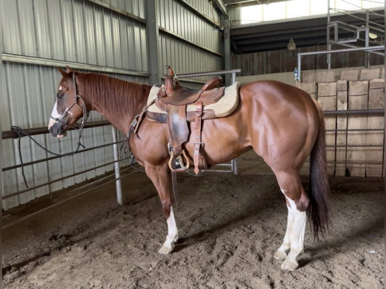 American Quarter Horse Gelding 10 years Sorrel in Cushing, OK