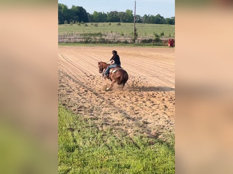 American Quarter Horse Gelding 10 years Sorrel in Grand Saline, TX