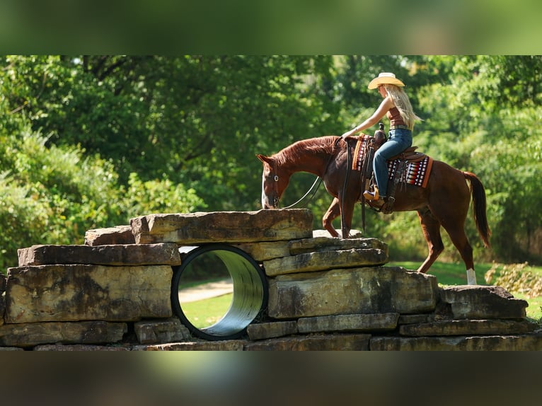 American Quarter Horse Gelding 10 years Sorrel in Quitman