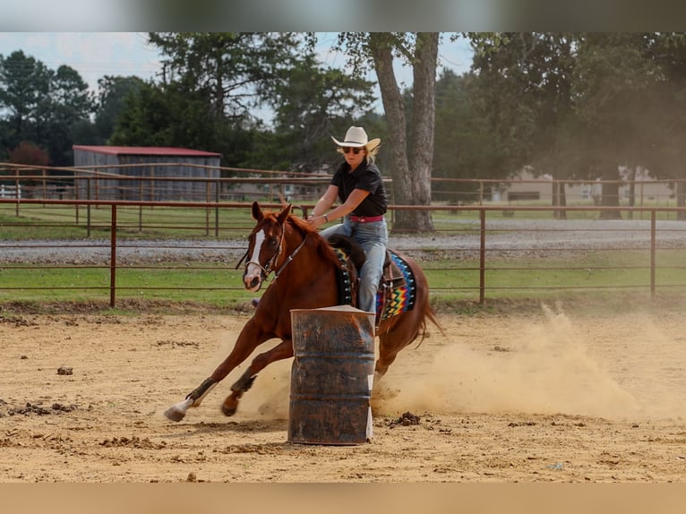American Quarter Horse Gelding 10 years Sorrel in Quitman