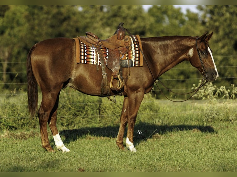 American Quarter Horse Gelding 10 years Sorrel in Quitman
