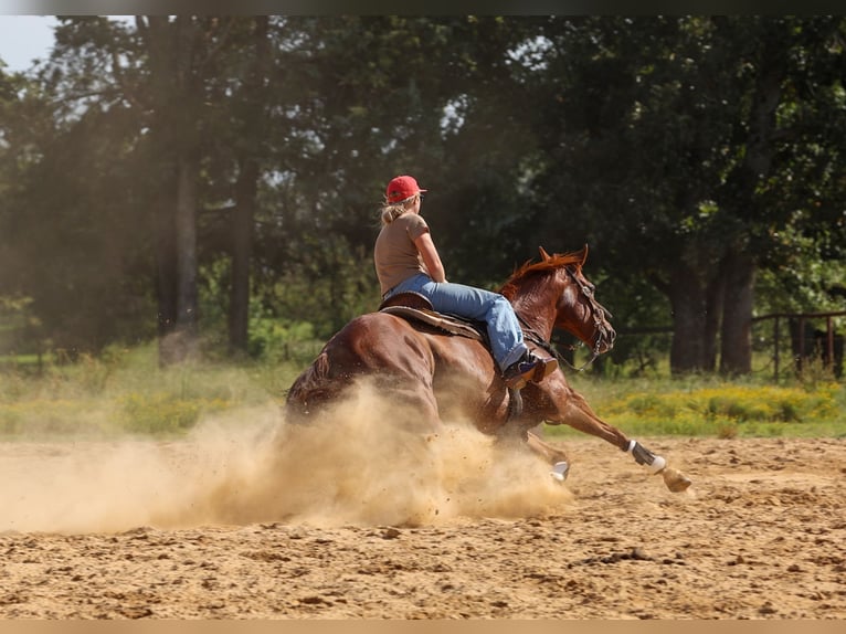 American Quarter Horse Gelding 10 years Sorrel in Quitman