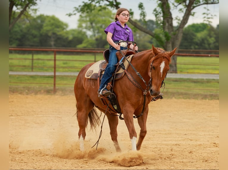 American Quarter Horse Gelding 10 years Sorrel in Quitman