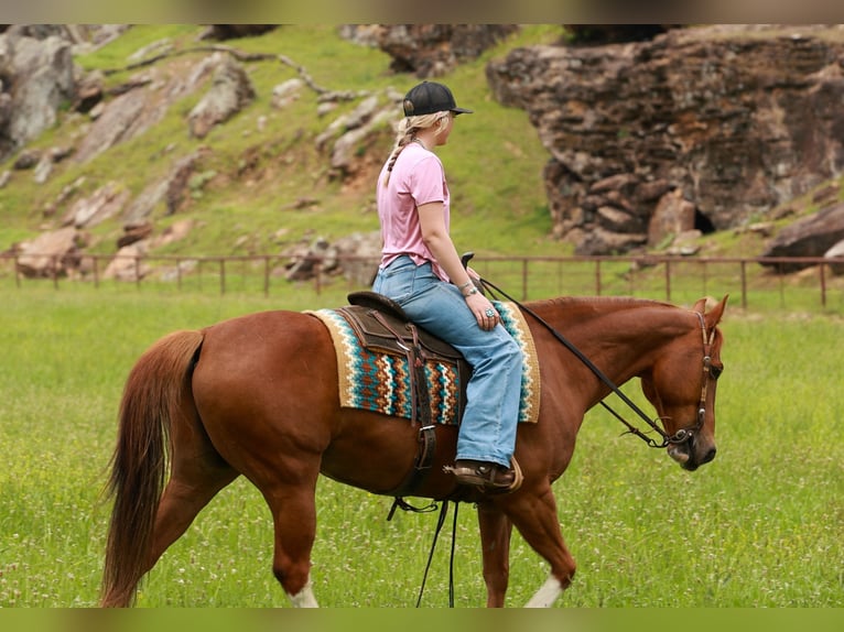 American Quarter Horse Gelding 10 years Sorrel in Quitman