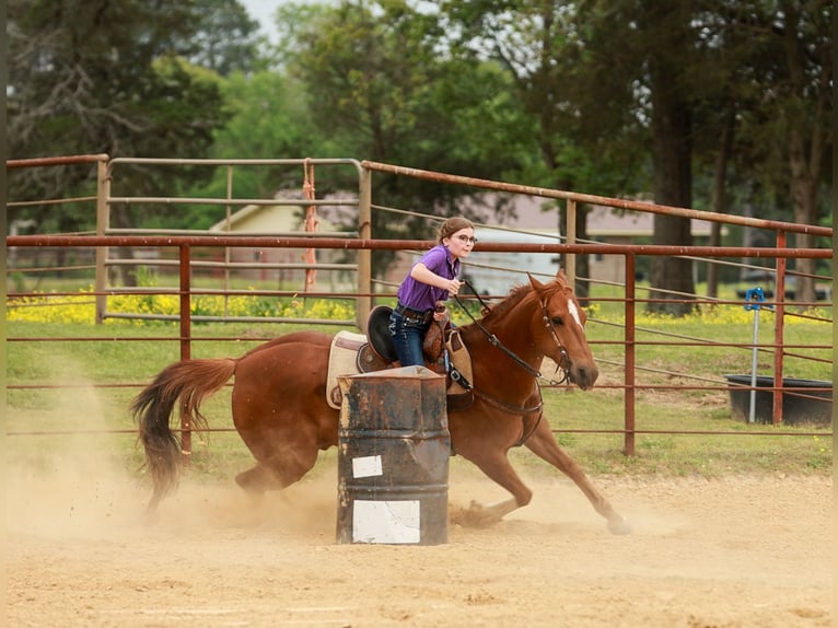 American Quarter Horse Gelding 10 years Sorrel in Quitman