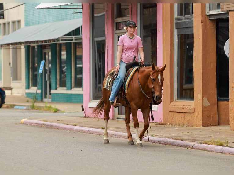 American Quarter Horse Gelding 10 years Sorrel in Quitman