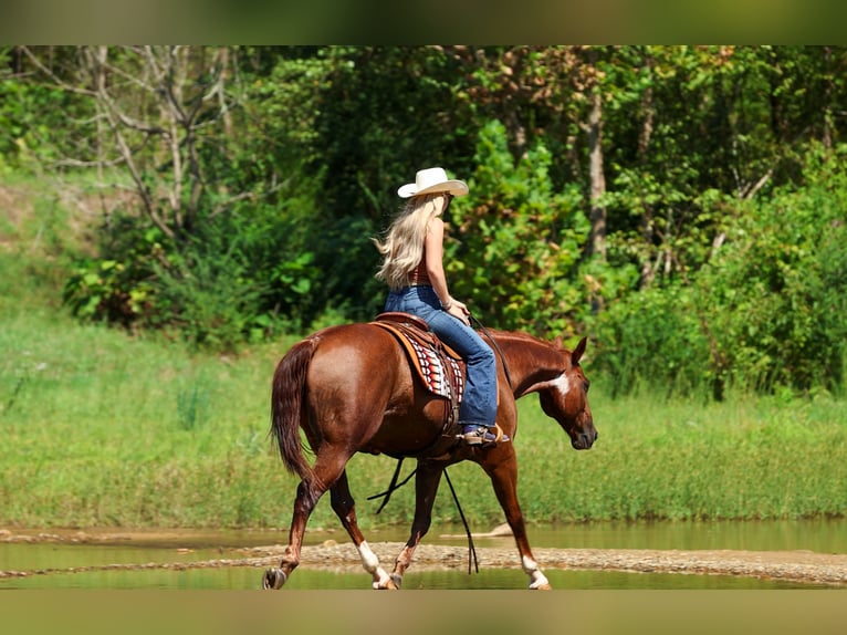 American Quarter Horse Gelding 10 years Sorrel in Quitman