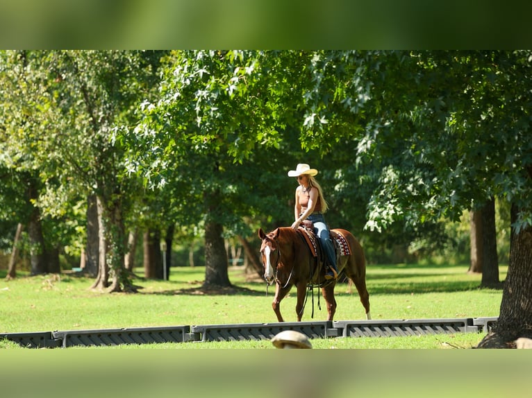 American Quarter Horse Gelding 10 years Sorrel in Quitman