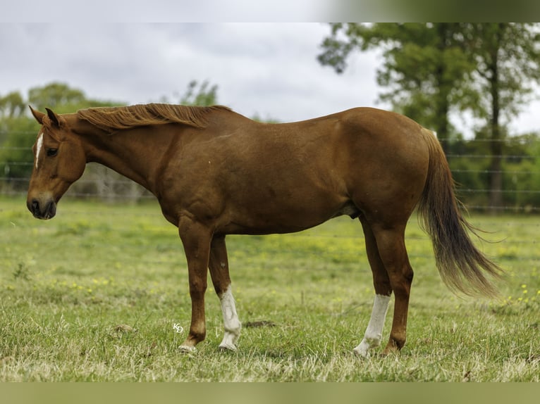 American Quarter Horse Gelding 10 years Sorrel in Quitman