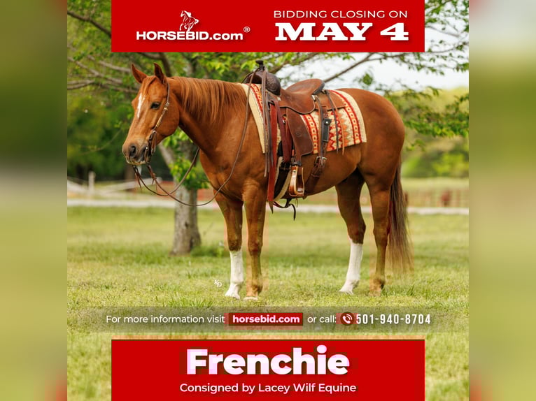 American Quarter Horse Gelding 10 years Sorrel in Quitman