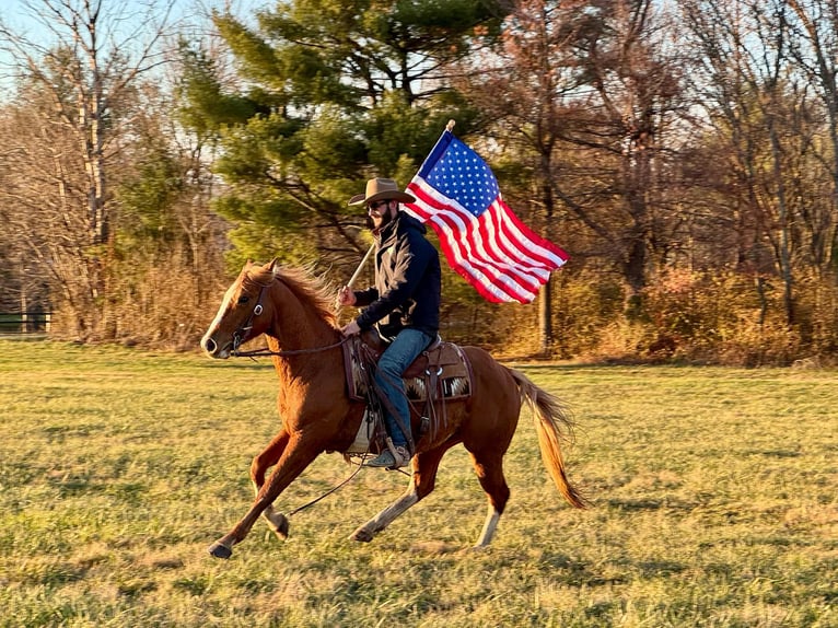 American Quarter Horse Gelding 10 years Sorrel in Brooksville Ky