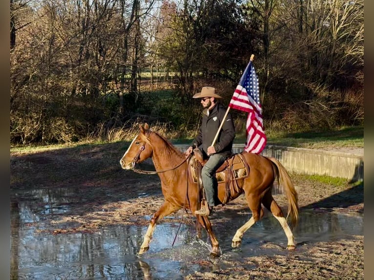 American Quarter Horse Gelding 10 years Sorrel in Brooksville Ky