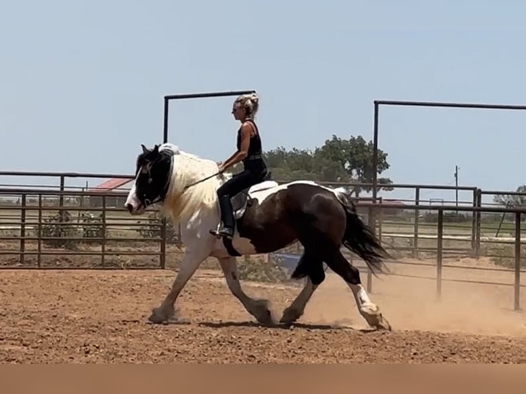 American Quarter Horse Gelding 10 years Tobiano-all-colors in Byers TX