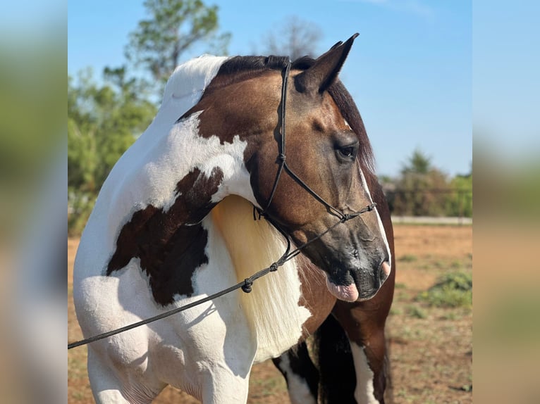 American Quarter Horse Gelding 10 years Tobiano-all-colors in Byers TX