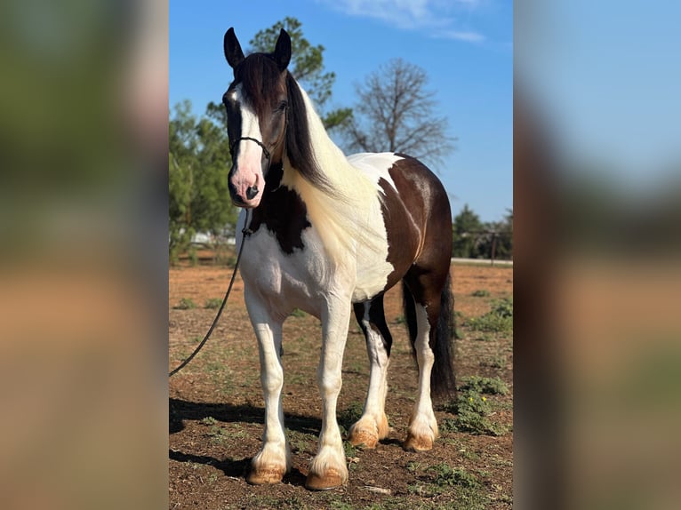 American Quarter Horse Gelding 10 years Tobiano-all-colors in Byers TX