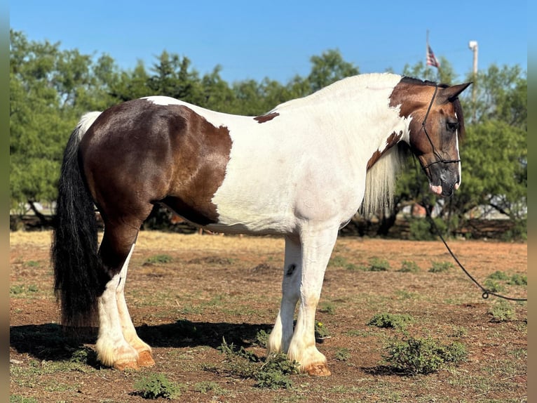 American Quarter Horse Gelding 10 years Tobiano-all-colors in Byers TX