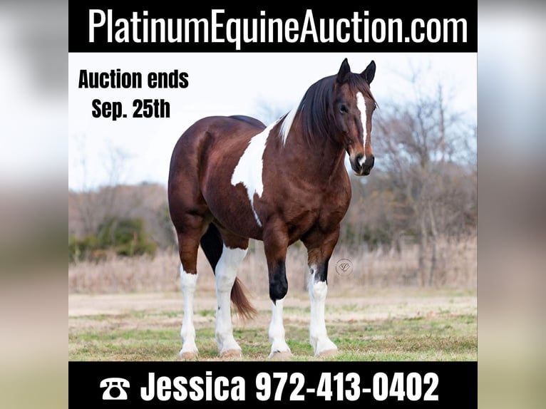 American Quarter Horse Gelding 10 years Tobiano-all-colors in Ravenna TX
