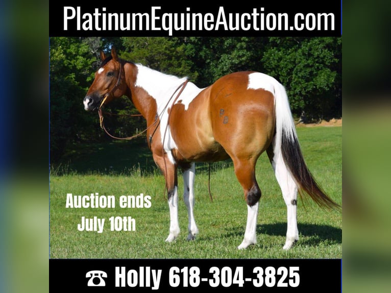 American Quarter Horse Gelding 10 years Tobiano-all-colors in Hazelton IA