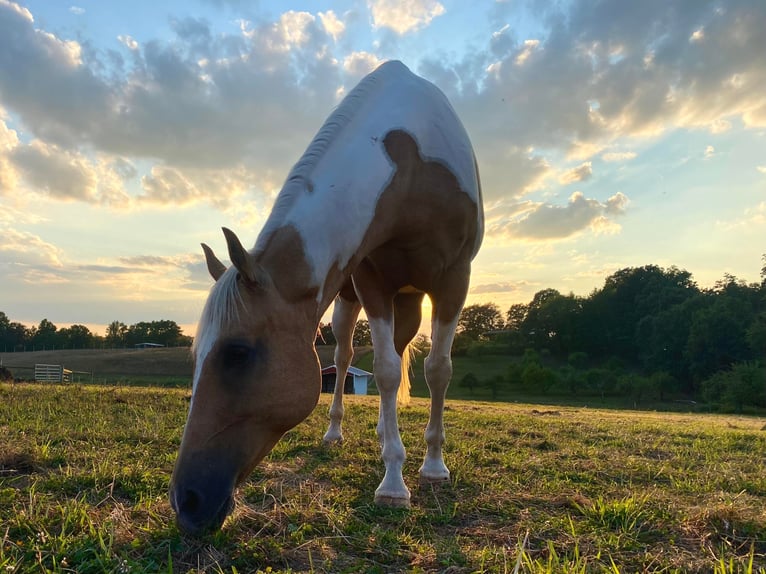 American Quarter Horse Gelding 10 years Tobiano-all-colors in Everett PA