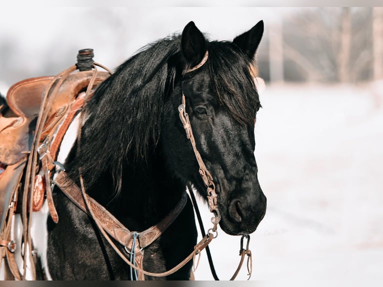 American Quarter Horse Gelding 10 years Tobiano-all-colors in Fieldon IA