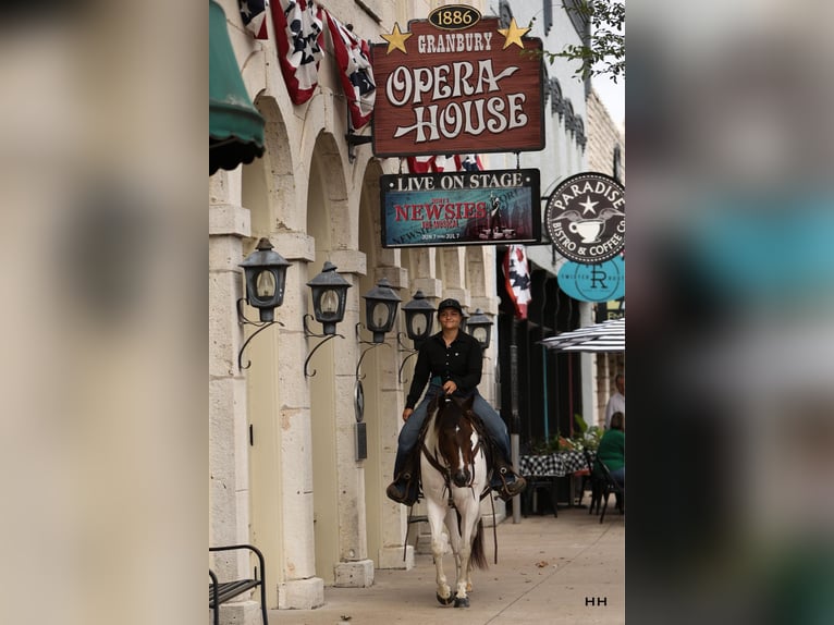 American Quarter Horse Gelding 10 years Tobiano-all-colors in Granbury TX