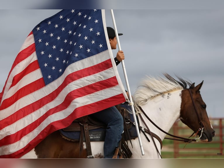 American Quarter Horse Gelding 10 years Tobiano-all-colors in Granbury TX