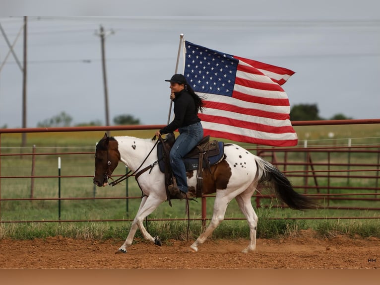 American Quarter Horse Gelding 10 years Tobiano-all-colors in Granbury TX