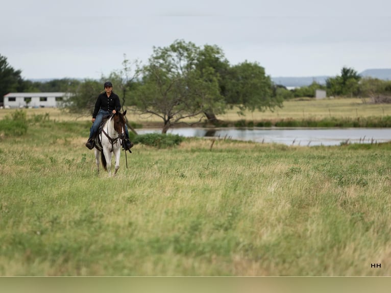 American Quarter Horse Gelding 10 years Tobiano-all-colors in Granbury TX