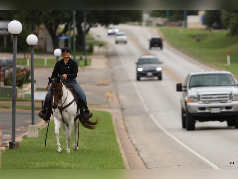 American Quarter Horse Gelding 10 years Tobiano-all-colors in Granbury TX