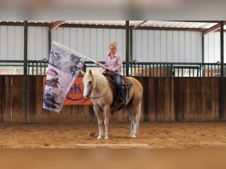 American Quarter Horse Gelding 10 years in Jaxksboro TX