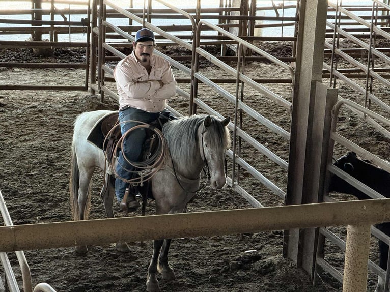 American Quarter Horse Gelding 10 years in Stephenville TX