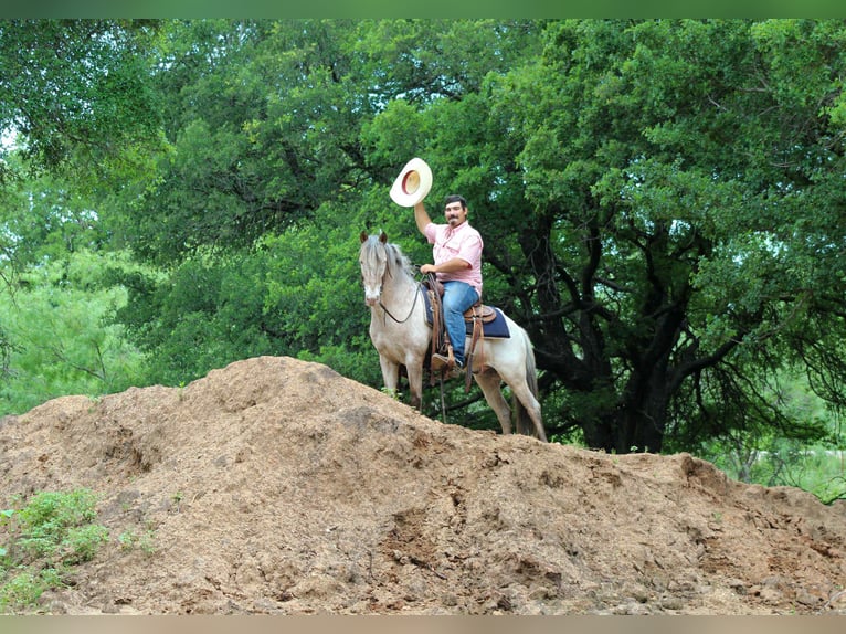 American Quarter Horse Gelding 10 years in Stephenville TX