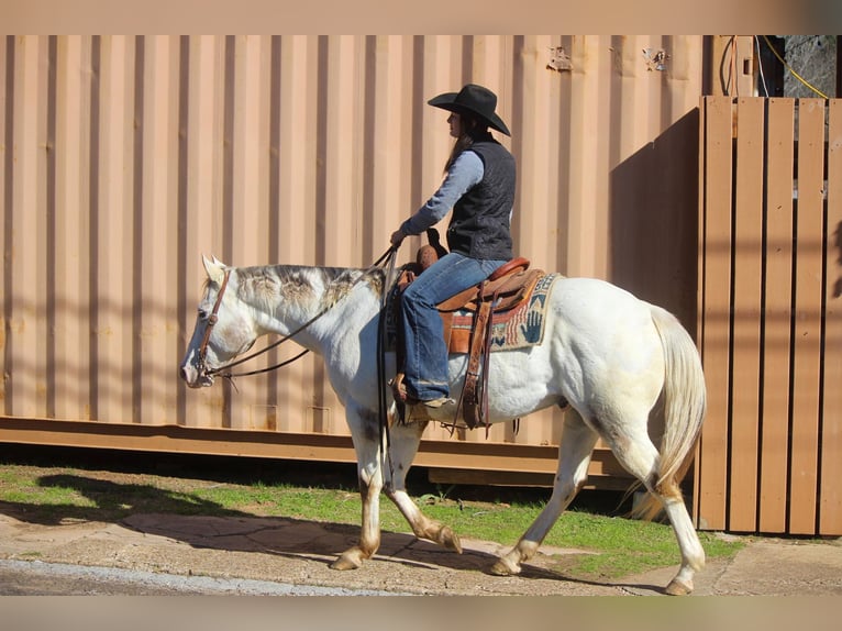 American Quarter Horse Gelding 10 years White in RUSK TX