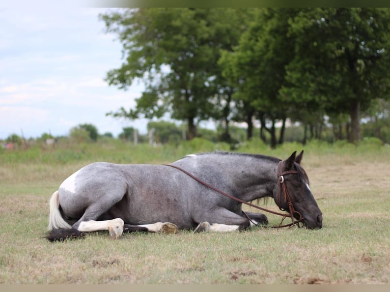 American Quarter Horse Gelding 11 years 13,1 hh Roan-Blue in Madill, OK