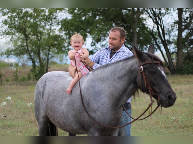 American Quarter Horse Gelding 11 years 13,1 hh Roan-Blue in Madill, OK