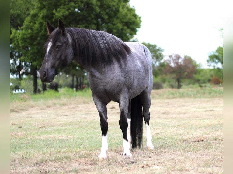 American Quarter Horse Gelding 11 years 13,1 hh Roan-Blue in Madill, OK