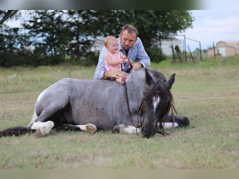 American Quarter Horse Gelding 11 years 13,1 hh Roan-Blue in Madill, OK