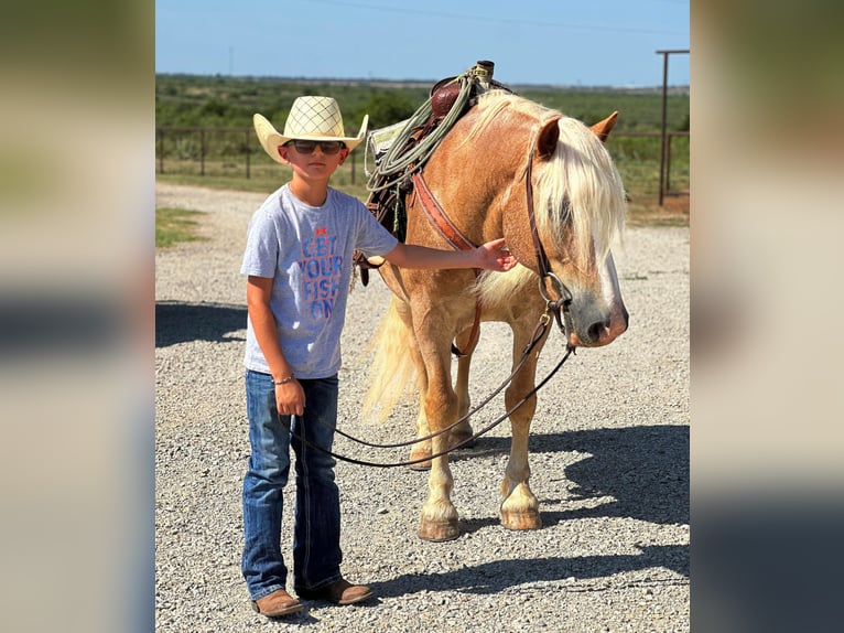 American Quarter Horse Gelding 11 years 13,1 hh Sorrel in Byers TX