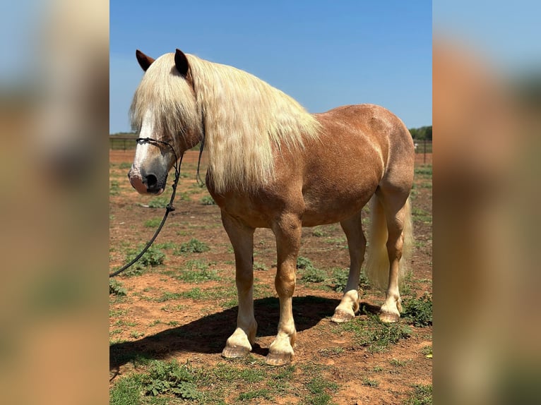 American Quarter Horse Gelding 11 years 13,1 hh Sorrel in Byers TX