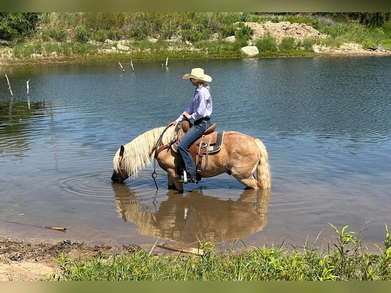 American Quarter Horse Gelding 11 years 13,1 hh Sorrel in Byers TX