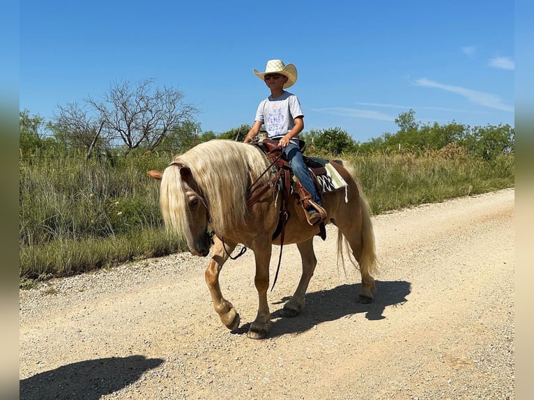 American Quarter Horse Gelding 11 years 13,1 hh Sorrel in Byers TX