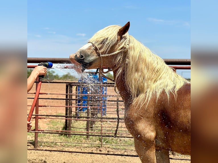 American Quarter Horse Gelding 11 years 13,1 hh Sorrel in Byers TX